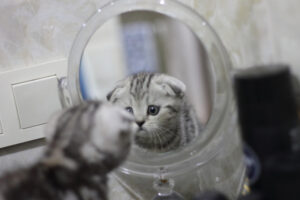 חתול מסתכל במראה
